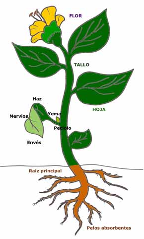 Las partes de una planta: Enciclopedia Facundo Villalba Tomo 1