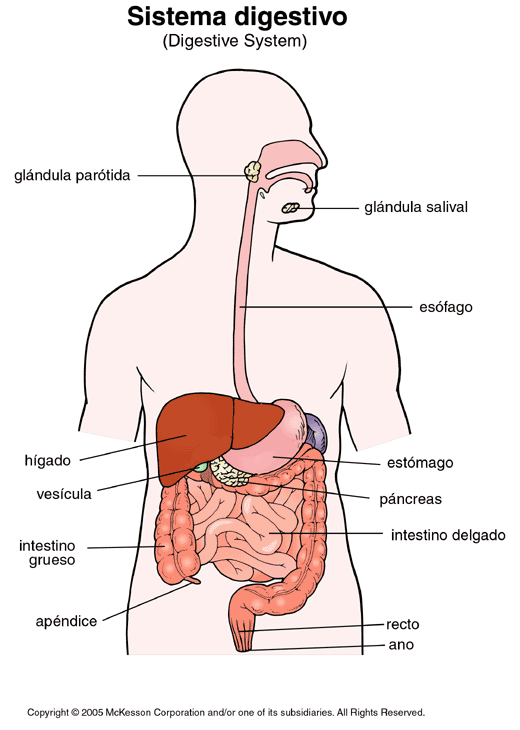 Sistema Digestivo: Enciclopedia Facundo Villalba Tomo 2